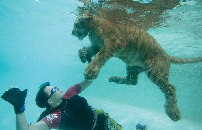 Девушки плавают с тиграми )10 фото)