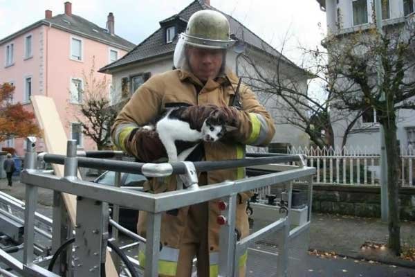 Пожарые спасают котов (19 фото)