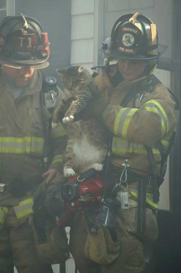 Пожарые спасают котов (19 фото)