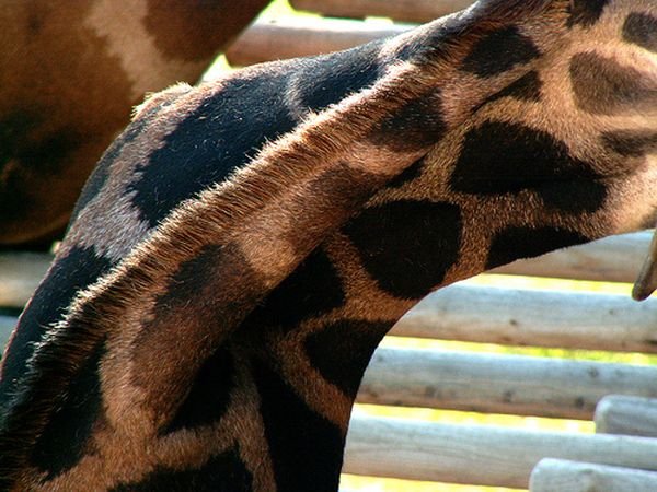 Жираф с кривой шеей (10 фото)