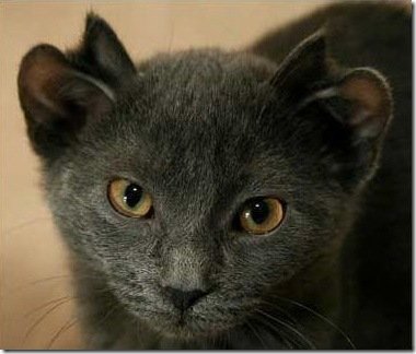 Кот с четырмя ушами (2 фото)