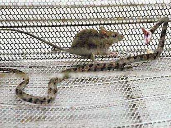 Крыса против змеи (2 фото)