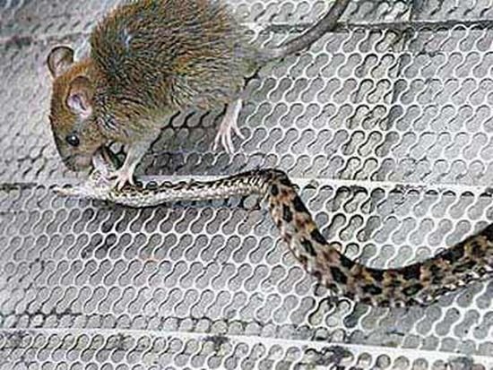 Крыса против змеи (2 фото)