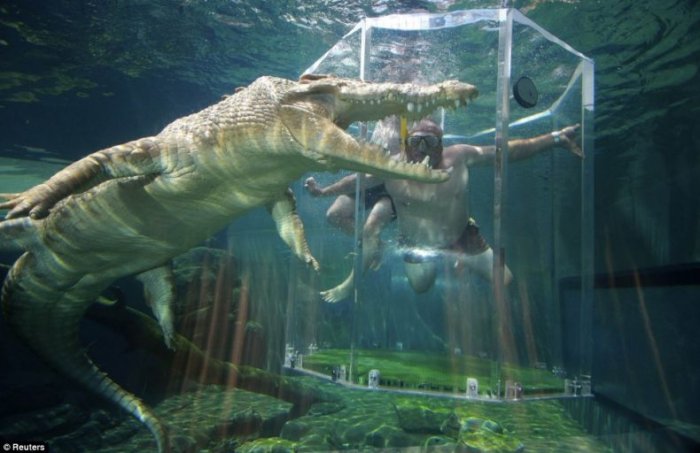 Купание с крокодилом (6 фото)
