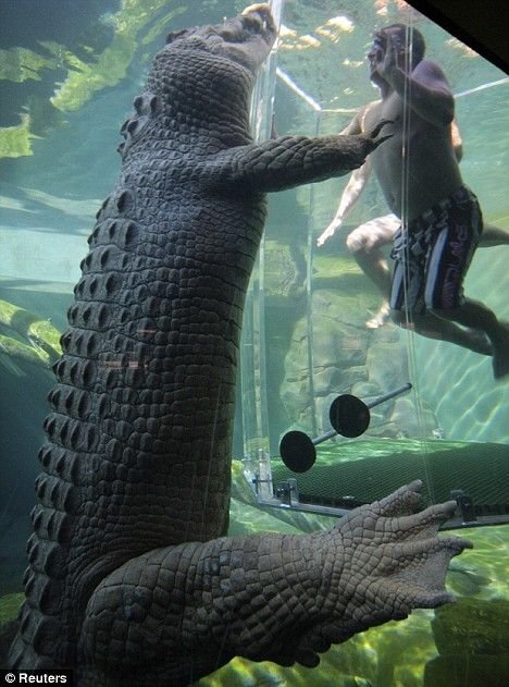 Купание с крокодилом (6 фото)
