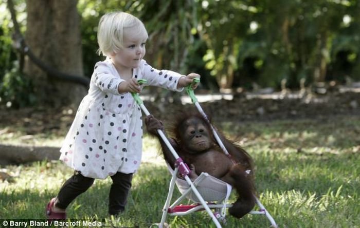 Девочка дружит с маленьким орангутангом (8 фото)