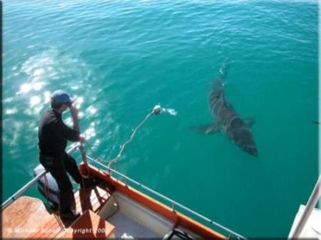Дружба человека и акулы (6 фото)