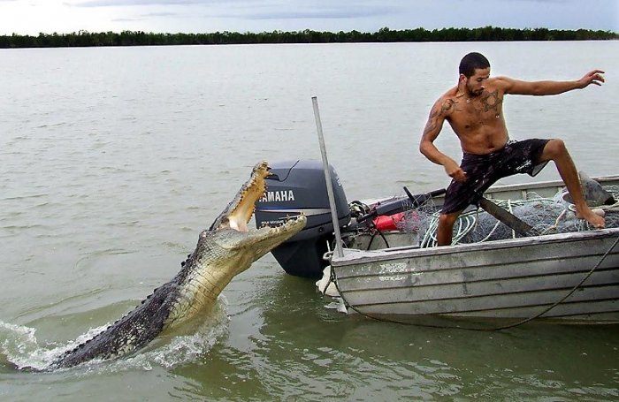 С крокодилом лучше не шутить (3 фото)