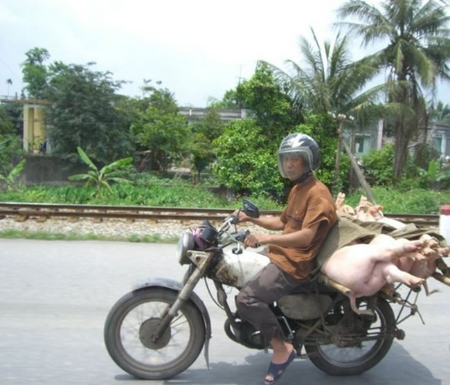 Как перевозят свиней в Тайланде (17 фото)