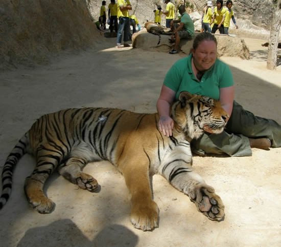 Ручные тигры в Тайланде (13 фото)