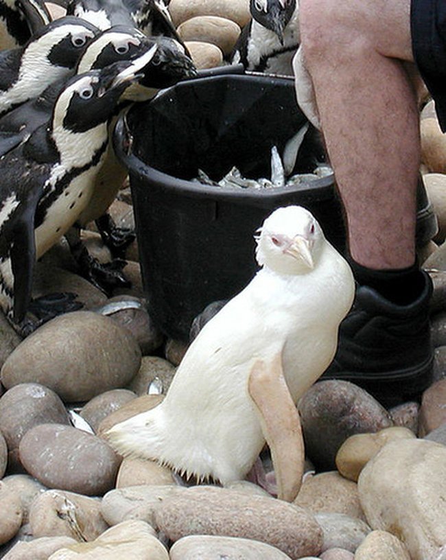 Животные-альбиносы (20 фото)