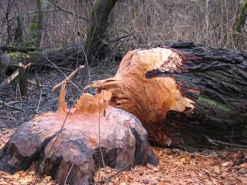 Что могут сделать бобры с деревом (4 фото)
