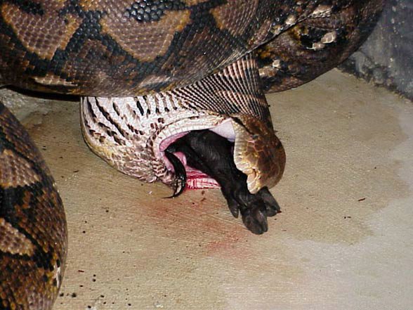 Змея ест кабана (5 фото)