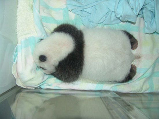 Как растет панда (11 фото)