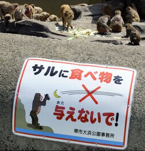 Почему нельзя кормить мартышек? (4 фото)