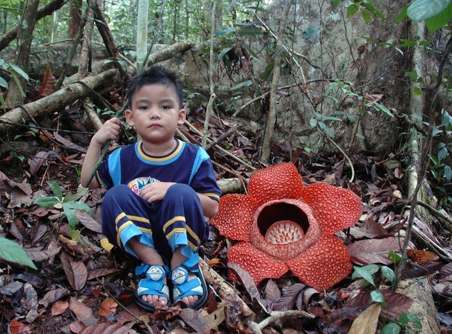 Раффлезия - самый большой цветок (17 фото)