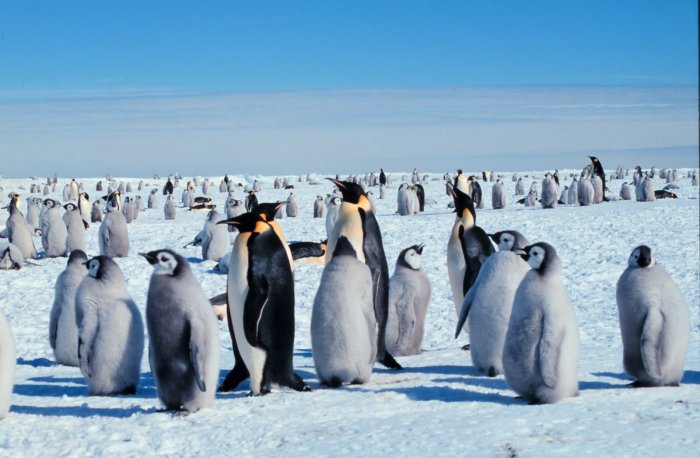 Фотографии антарктиды (7 фото)