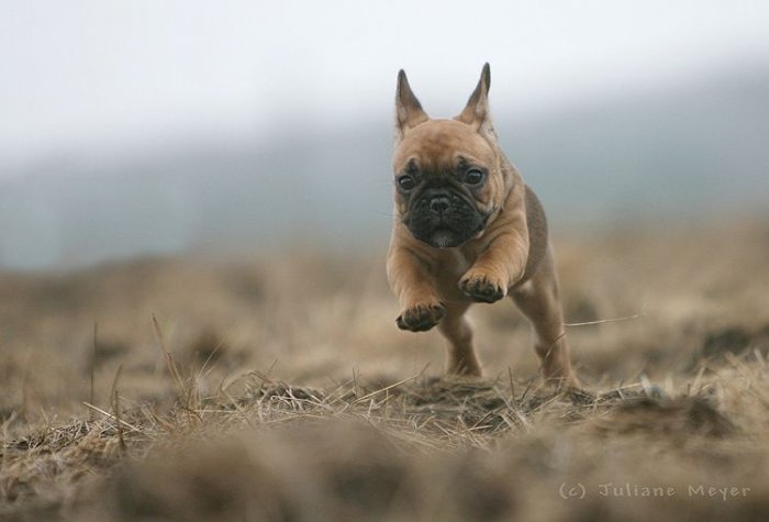Стоп-кадр. Бегущие собаки (36 фото)