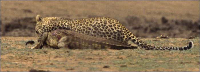 Леопард против крокодила! (7 фото)