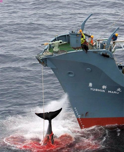 Охота на китов (5 фото)