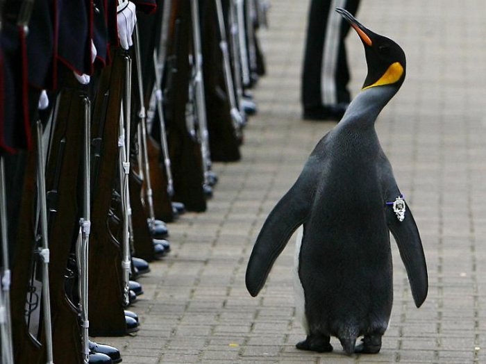 Пингвин-полковник (5 фото)