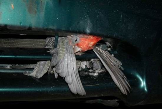 Машина сбила птичку... (4 фото)