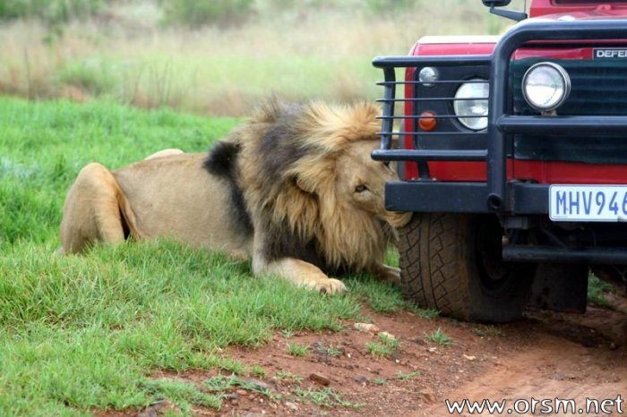 Львы напали на авто с туристами (6 фото)