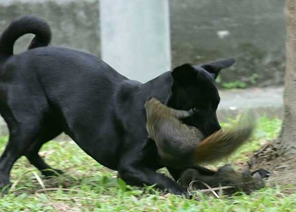 Собака против белки (5 фото)