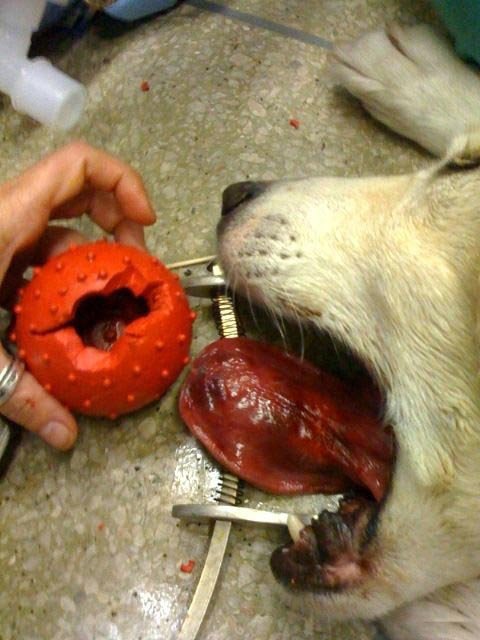 Собака разгрызла мячик (3 фото)