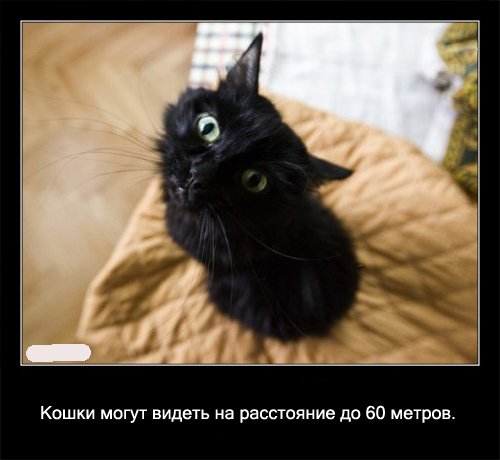 Факты о кошках (29 фото)