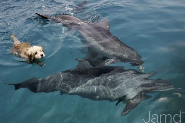 Дружба собаки и дельфинов (11 фото + текст)