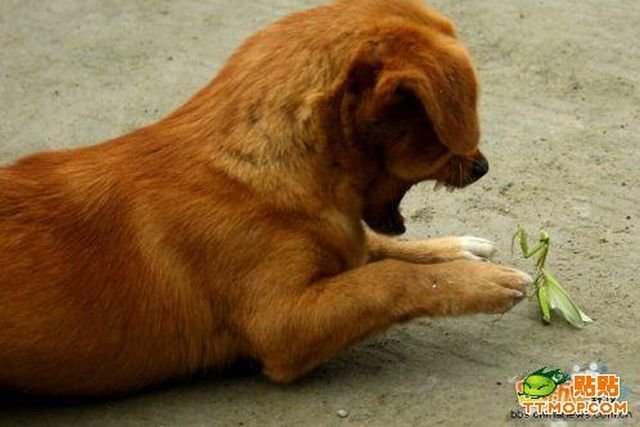 Собака играет с богомолом (4 фото)