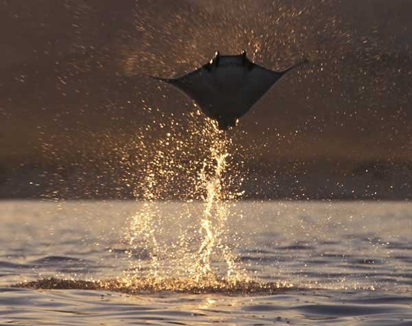 Мобула - летающий морской дьявол (14 фото)