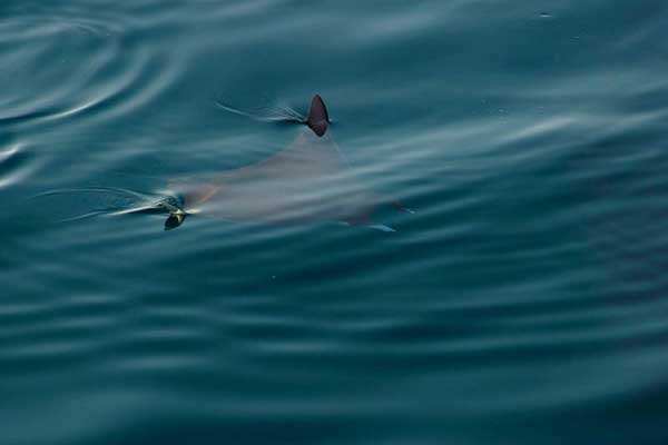 Мобула - летающий морской дьявол (14 фото)