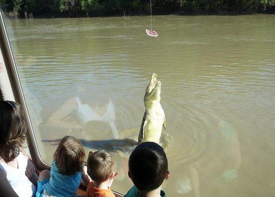 Как кормят крокодилов (28 фото)