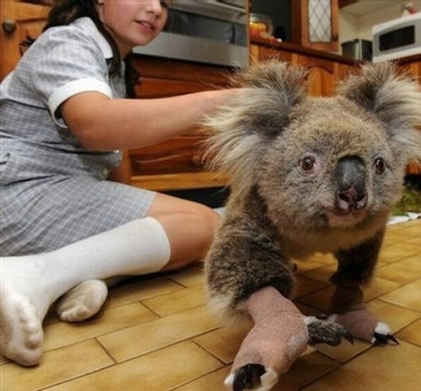 Как спасали коалу (12 фото)