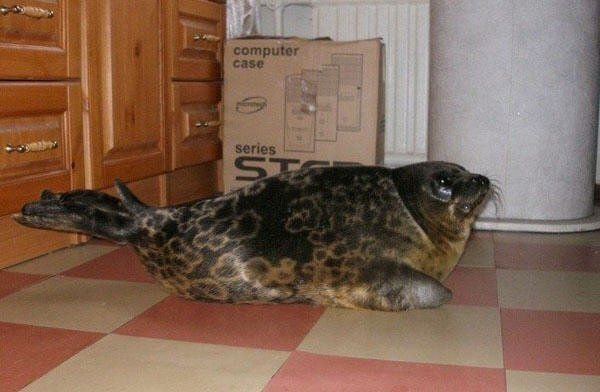 Морской котик дома (8 фото)
