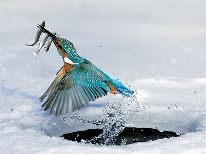 Ловля рыбы зимой (4 фото)