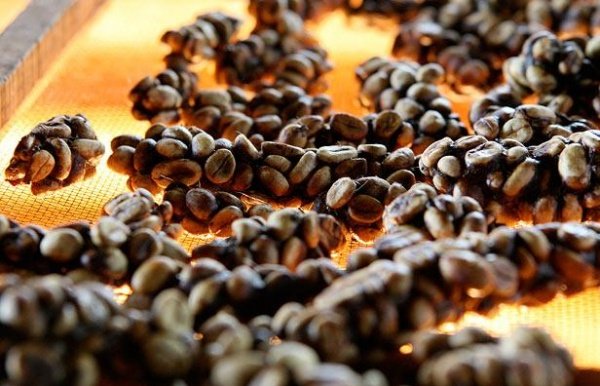 Как делают самый дорогой в мире кофе (10 фото)