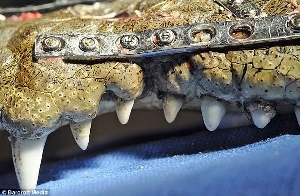 Крокодила прооперировали (4 фото)