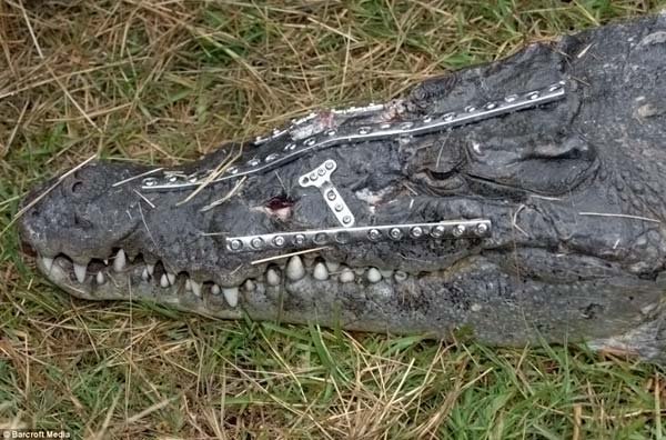 Крокодила прооперировали (4 фото)