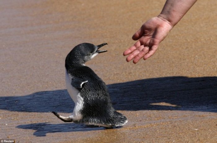 Маленькие пингвины (6 фото)
