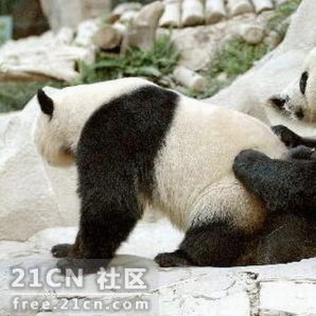 Панды смотрят порнушку (6 фото)
