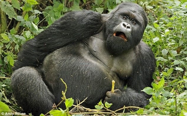 Пьяная горилла (6 фото)