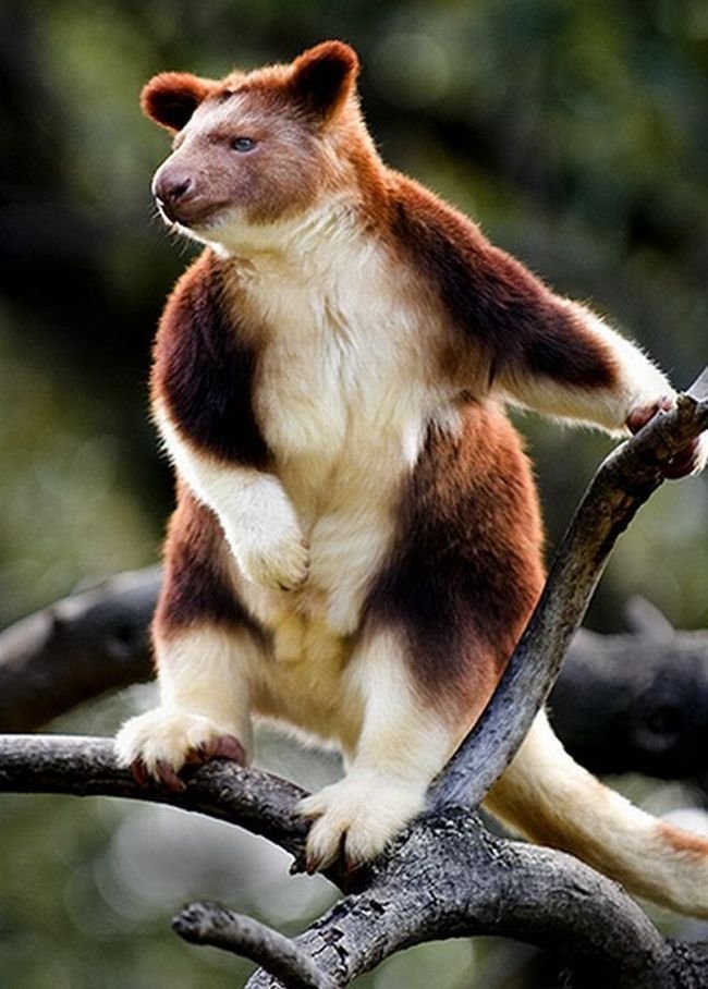 Древесные кенгуру (20 фото)