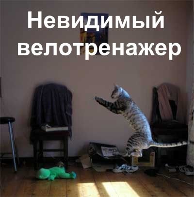 Коты с невидимыми предметами (22 фото)
