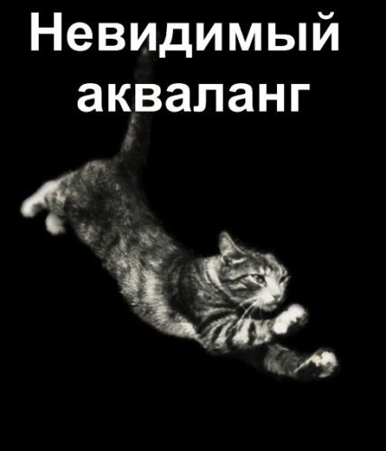Коты с невидимыми предметами (22 фото)