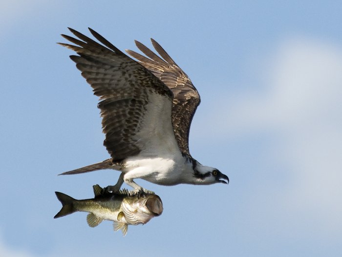 Как рыбачит ястреб (5 фото)