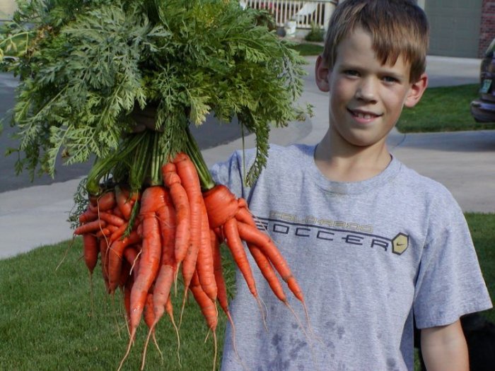 Необычная морковка (6 фото)