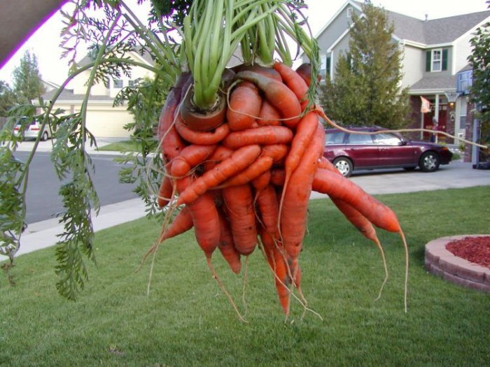 Необычная морковка (6 фото)